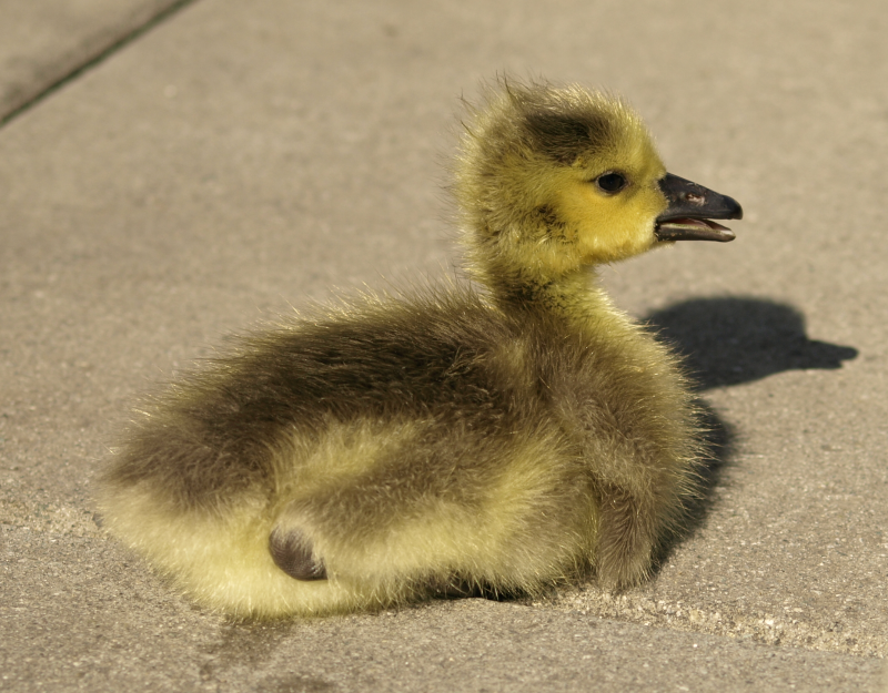 gosling in sun