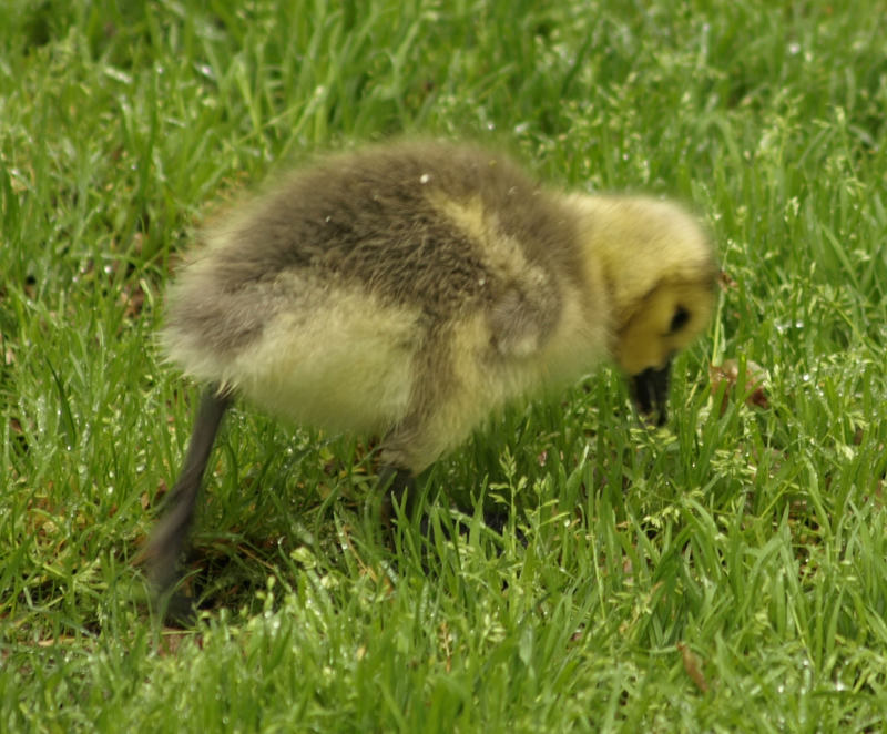 Canada Goose gosling browsing