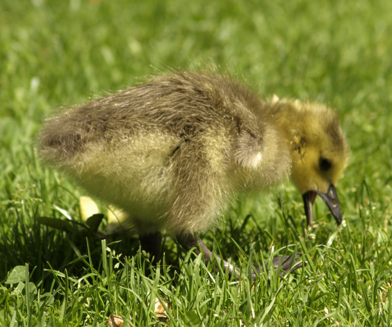 Canada Goose gosling munching grass