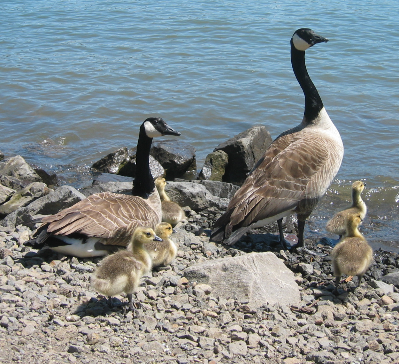 Carmen's Family, with 5 Canada Geese goslings