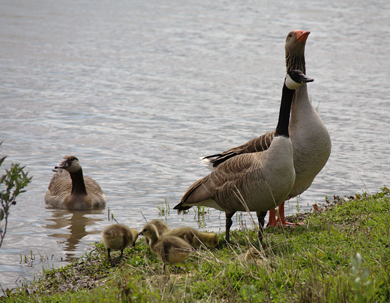 Greylag Goose Family with goslings