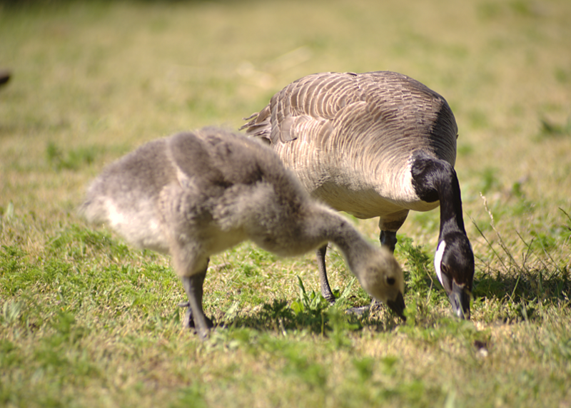 Canada Goose + gosling