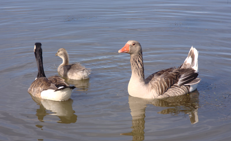 Graylag Goose and Canada Goose goslings