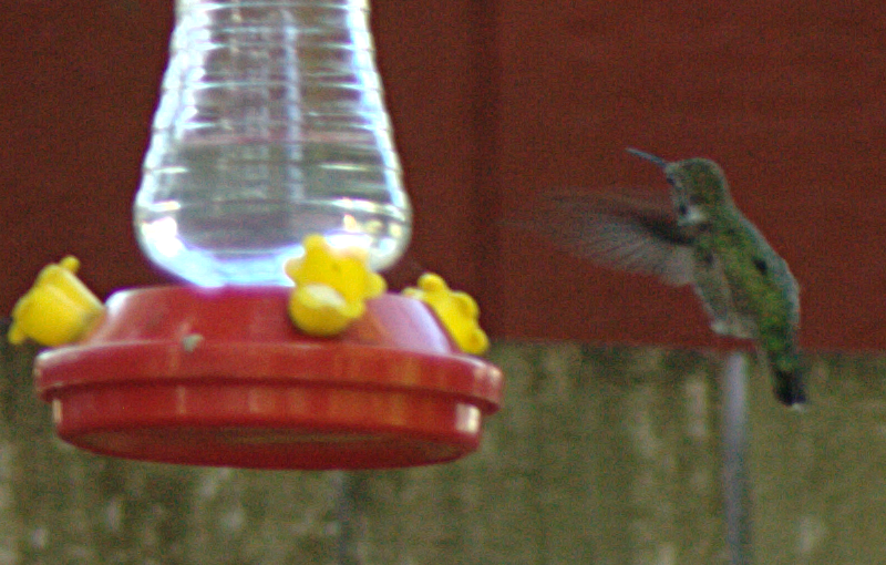 A female Anna's Hummingbird
