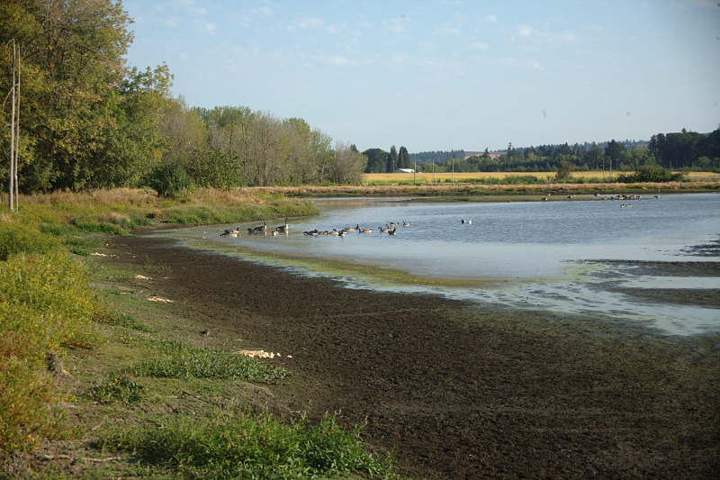 Drying Pond with Canada Geese