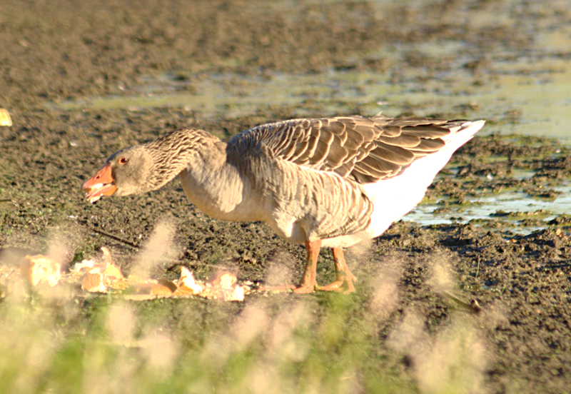 Gus the Greylag Goose