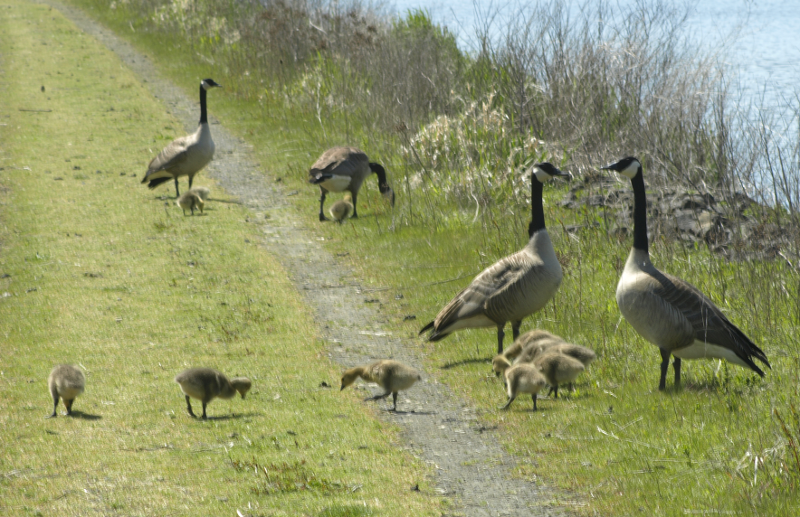 Canada Goose Families
