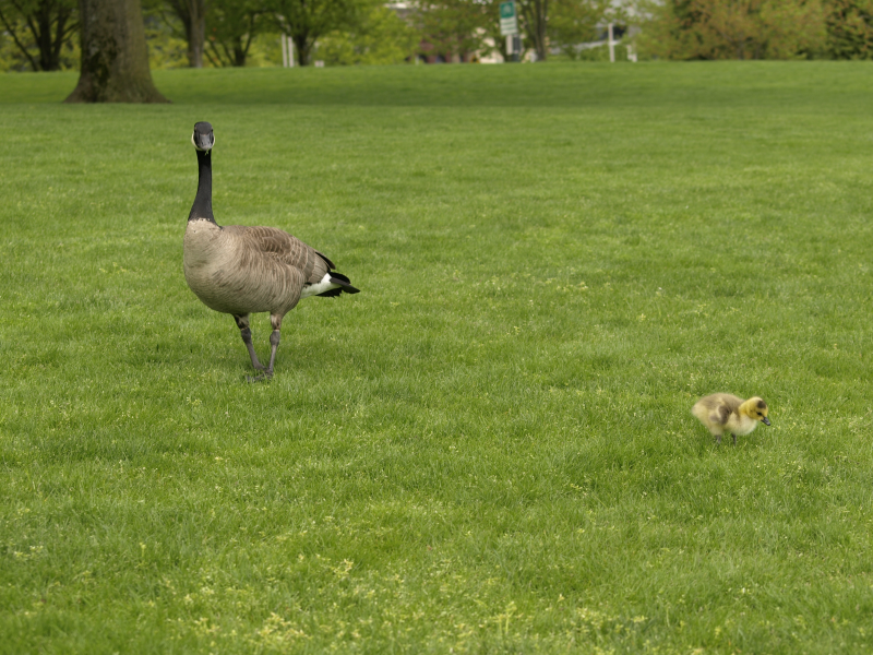 Female Canada Goose + gosling