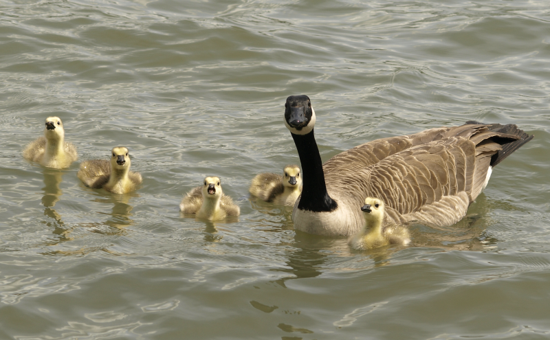 Canada Goose mother + 5 goslings