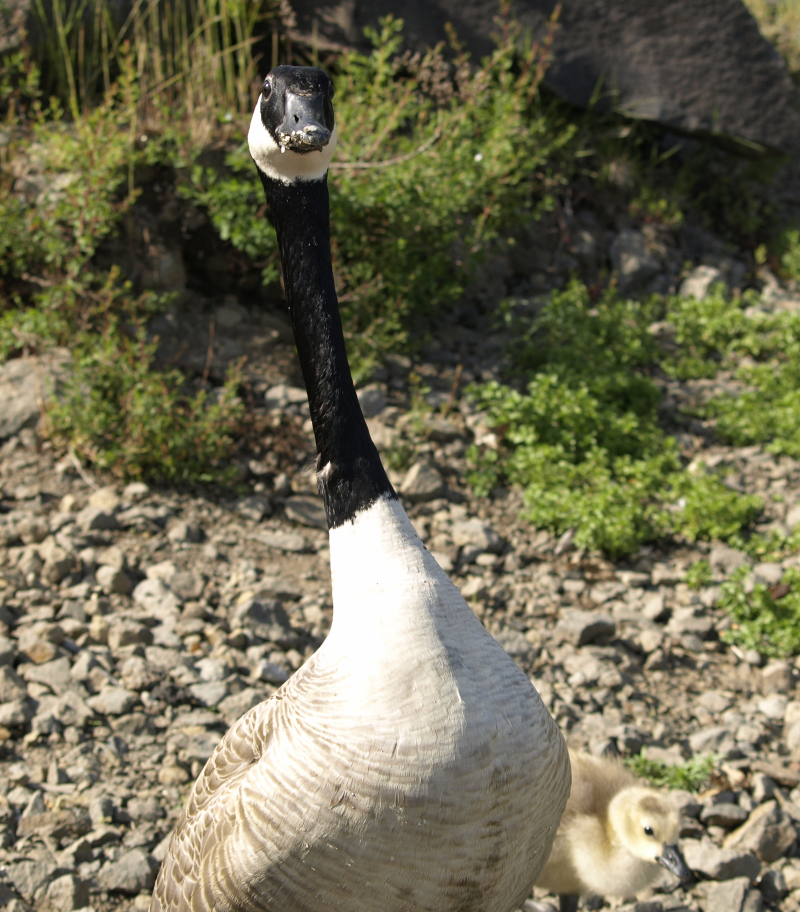 Canada Geese, gander + gosling