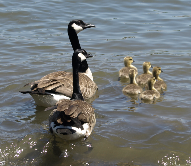 Carmen's Family, with 5 Canada Geese goslings