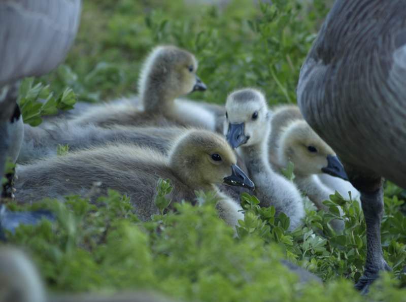 family of Canada Goose goslings