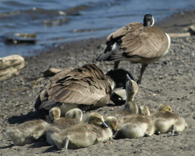 Canada Goose Family, with 9 goslings