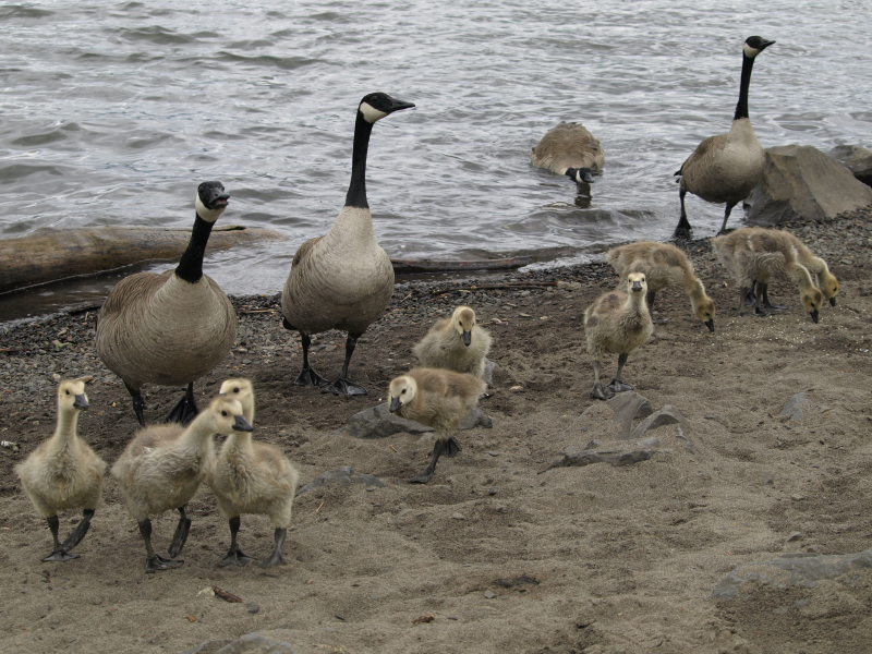 Canada Goose goslings, ready for lunch
