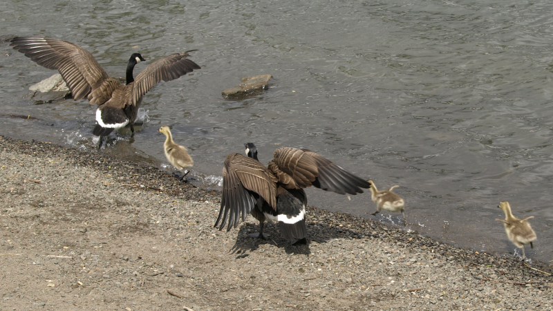 Canada Goose family with goslings, fleeing