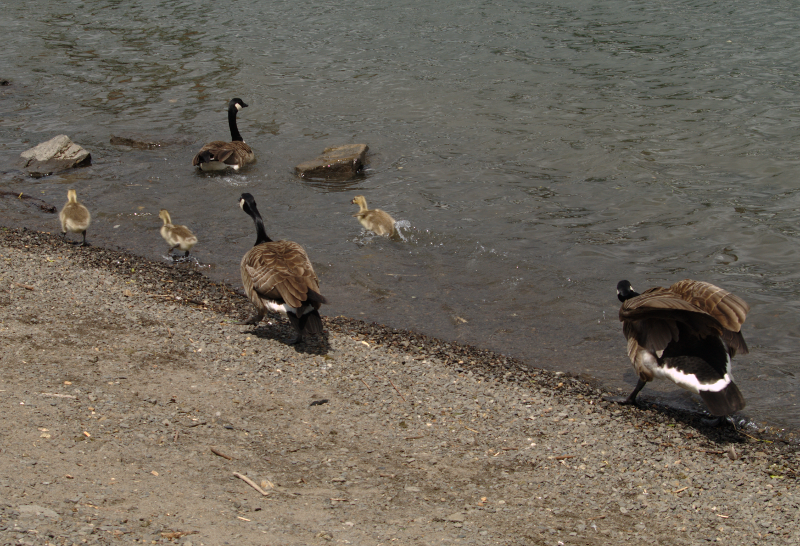Canada Goose family with goslings, playing