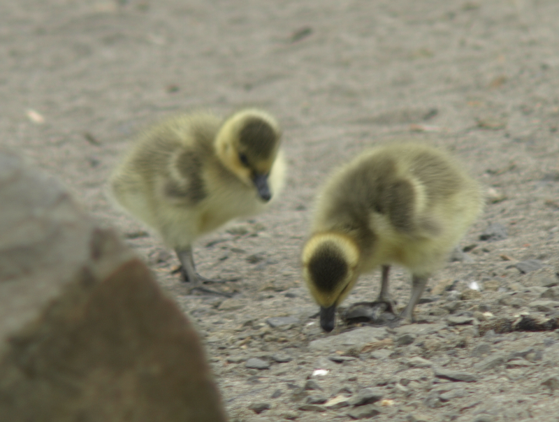 Canada Goose goslings, begging