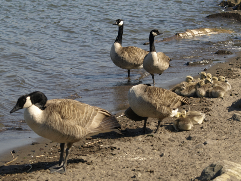 Canada Goose family with goslings