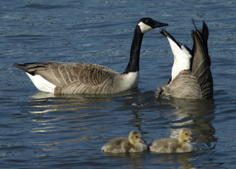 Canada Goose family with goslings