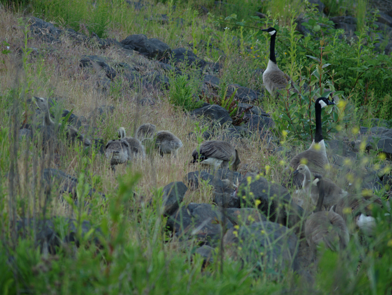 Canada Goose family browsing