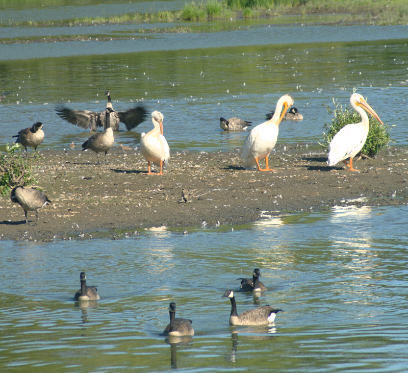 Pelicans and Canada Geese