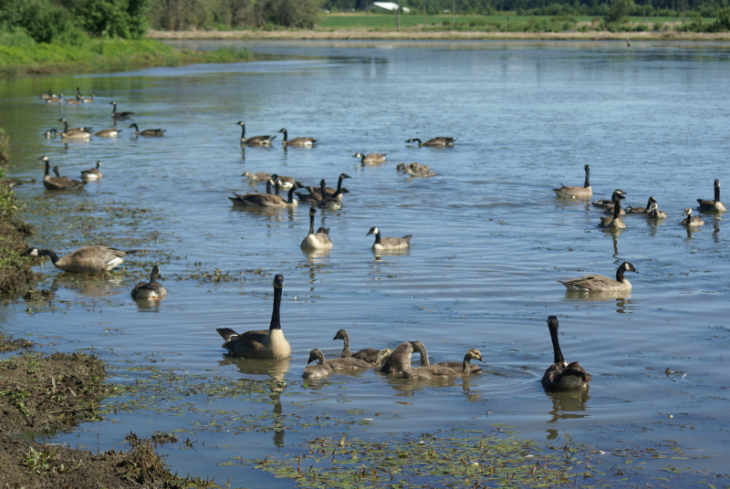 Canada Goose with goslings