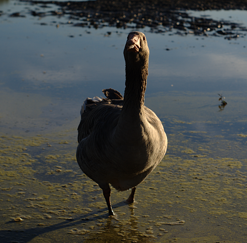Gus the Greylag Goose